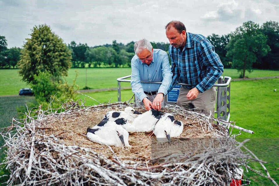 Bei einem Besuch der Naturschutz-Stiftung Senne am 19.06.2018 beringt Professor Töpfer junge Weißstörche in Hövelhof (zusammen mit Michael Jöbges).