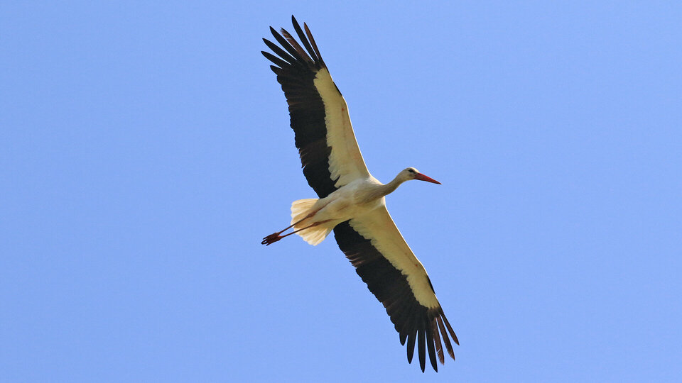 Das Bild zeigt einen fliegenden Weißstorch von unten mit weit gespannten Flügeln bei blauem Himmel.