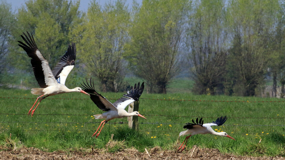 Drei Weißstörche befinden sich im Tieffluf über einer Wiese.