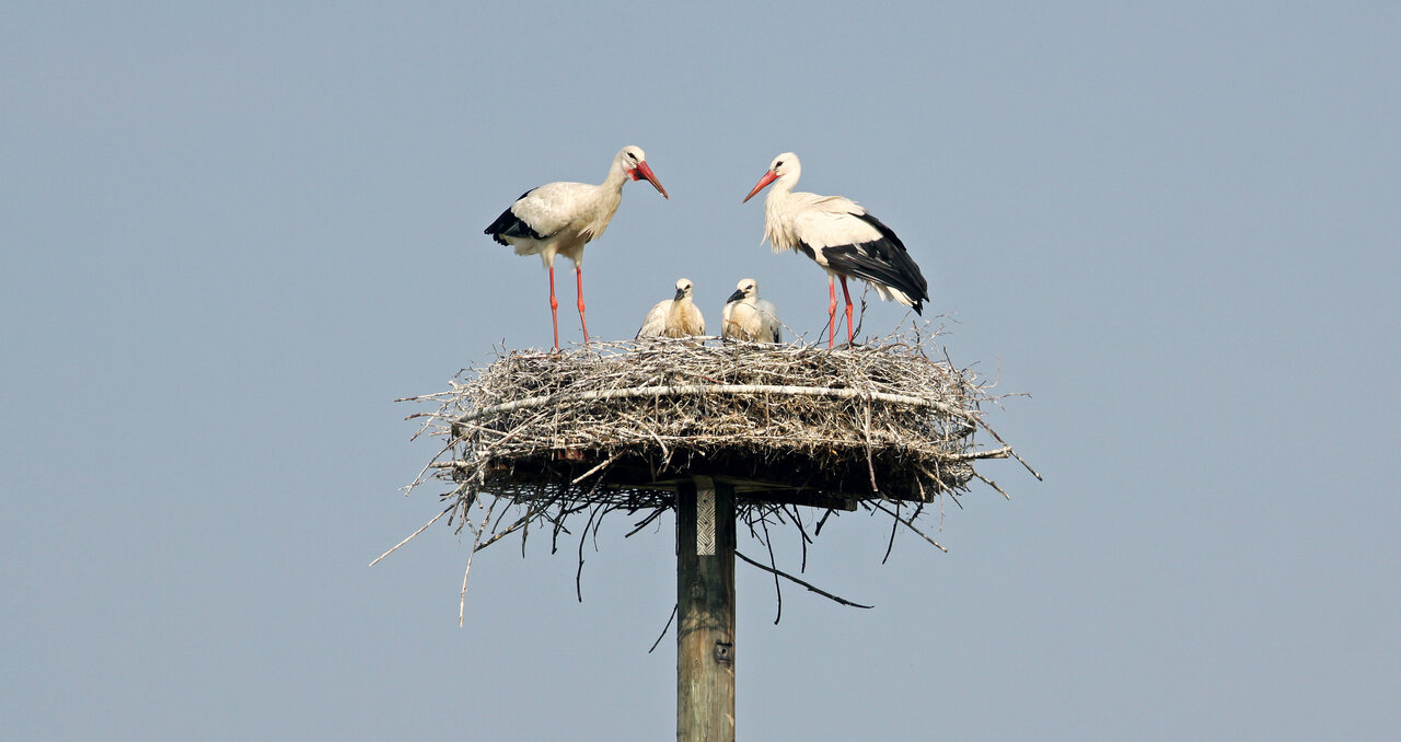 Ein Weißstorch-Paar steht mit zwei Jungvögeln in seinem Nest.