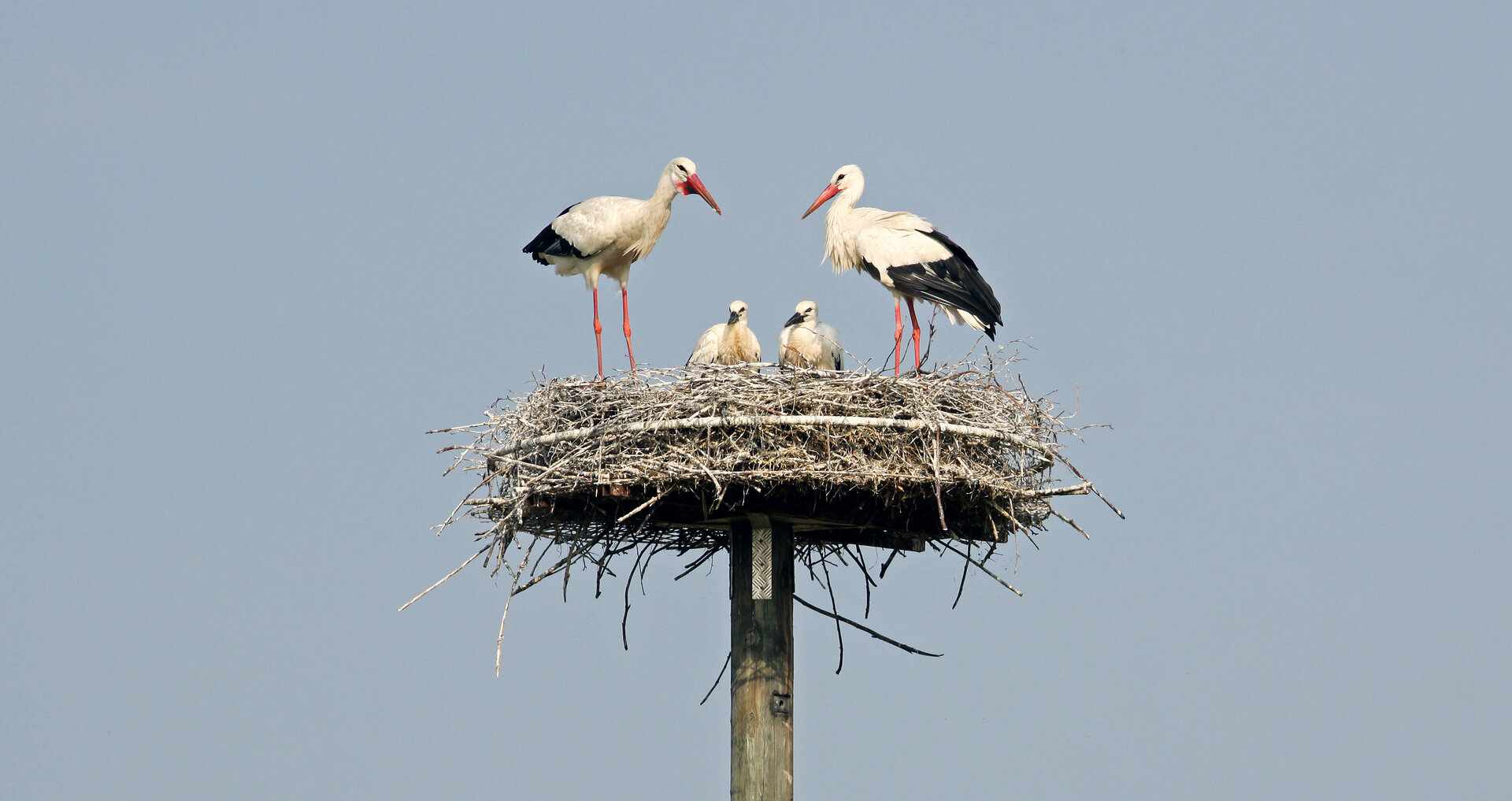 Ein Weißstorch-Paar steht mit zwei Jungvögeln in seinem Nest.