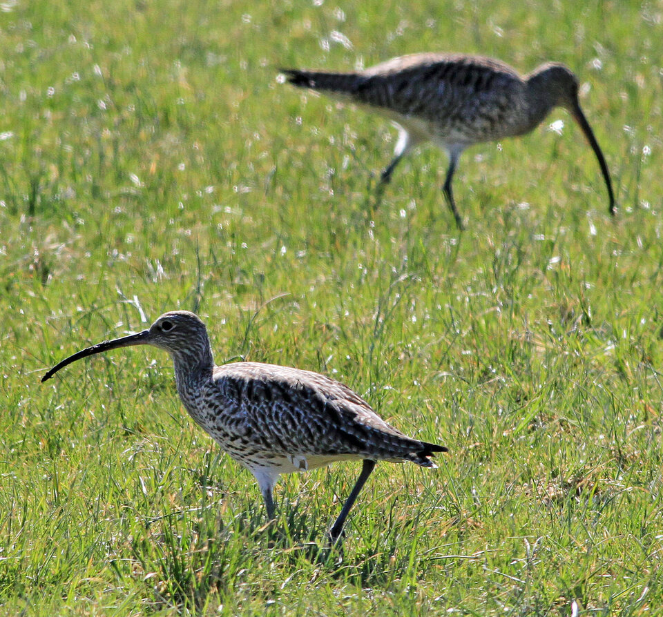 Zwei Brachvögel suchen auf einer brach liegenden Wiese nach Nahrung.
